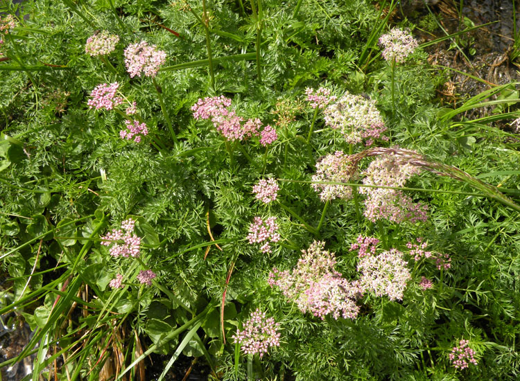 Ligusticum... e poi?